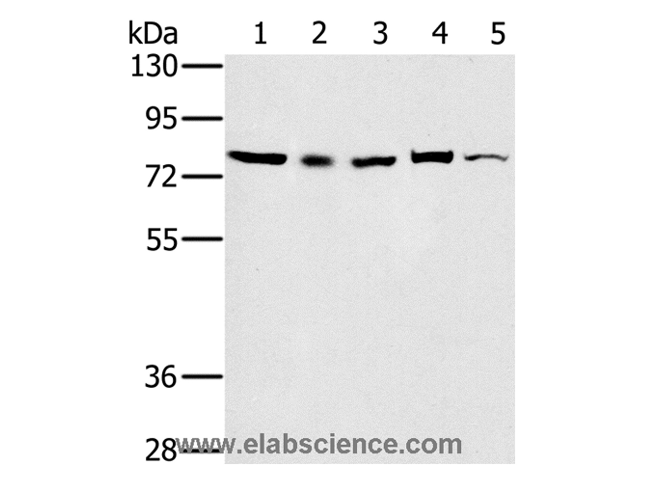 Western Blot analysis of 293T, Raw264.7, NIH/3T3, K562 and Jurkat cell using TAB3 Polyclonal Antibody at dilution of 1:800