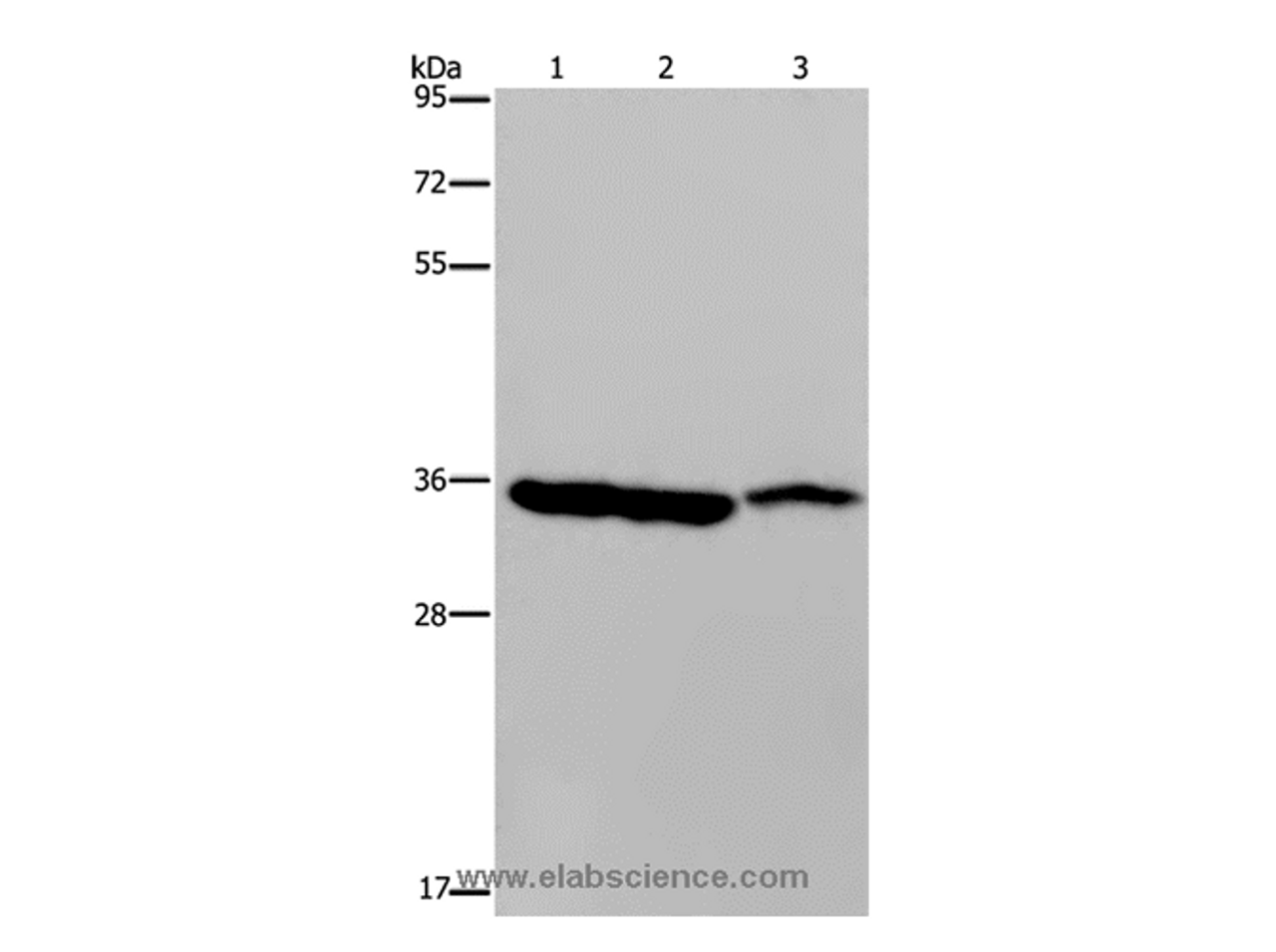 Western Blot analysis of Mouse heart, liver and stomach tissue using MDH1 Polyclonal Antibody at dilution of 1:500