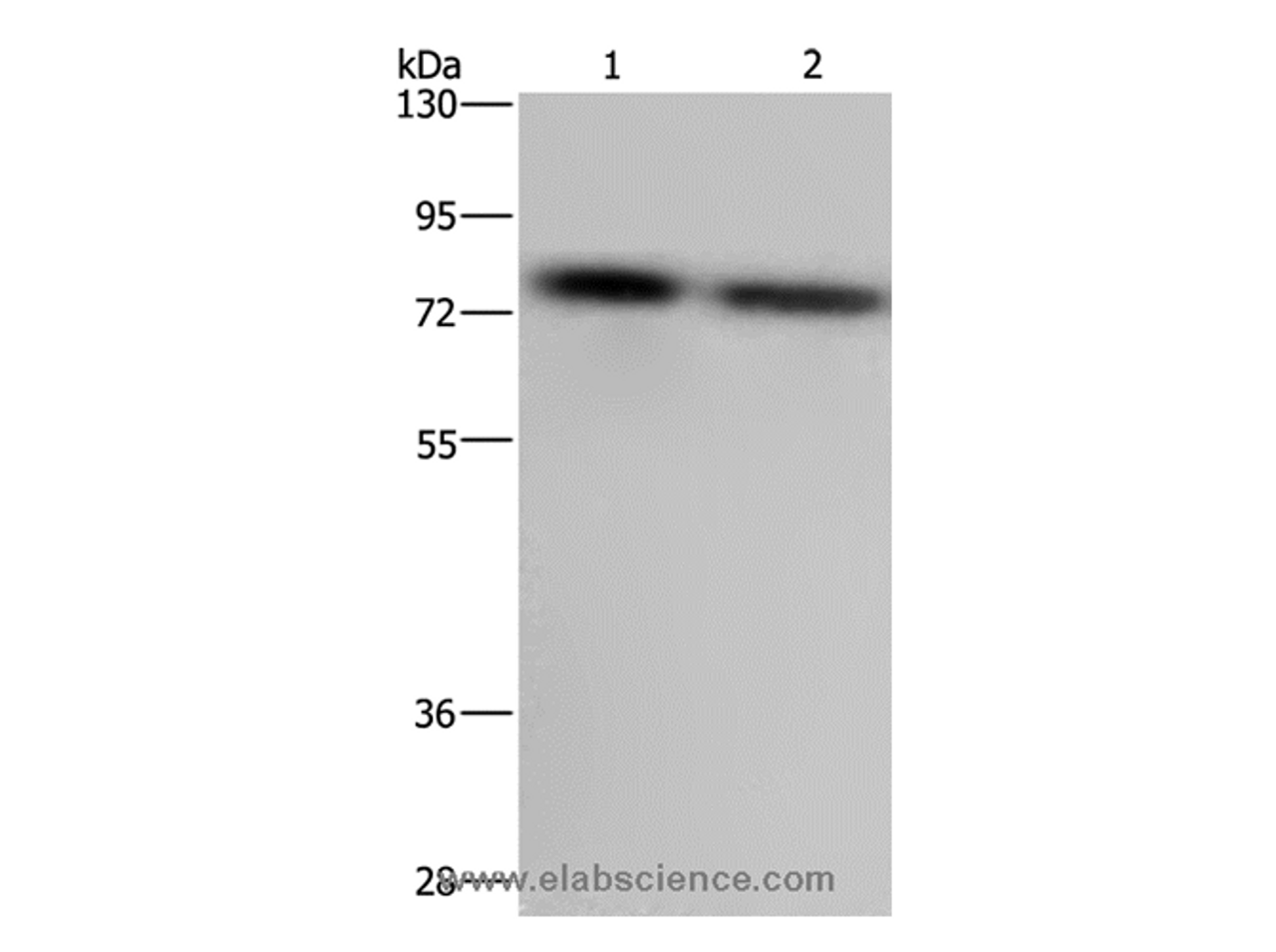Western Blot analysis of LoVo and Hela cell using PABPC1 Polyclonal Antibody at dilution of 1:500