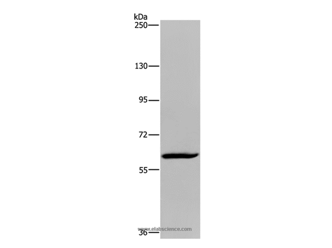Western Blot analysis of Hela cell using MIER2 Polyclonal Antibody at dilution of 1:550