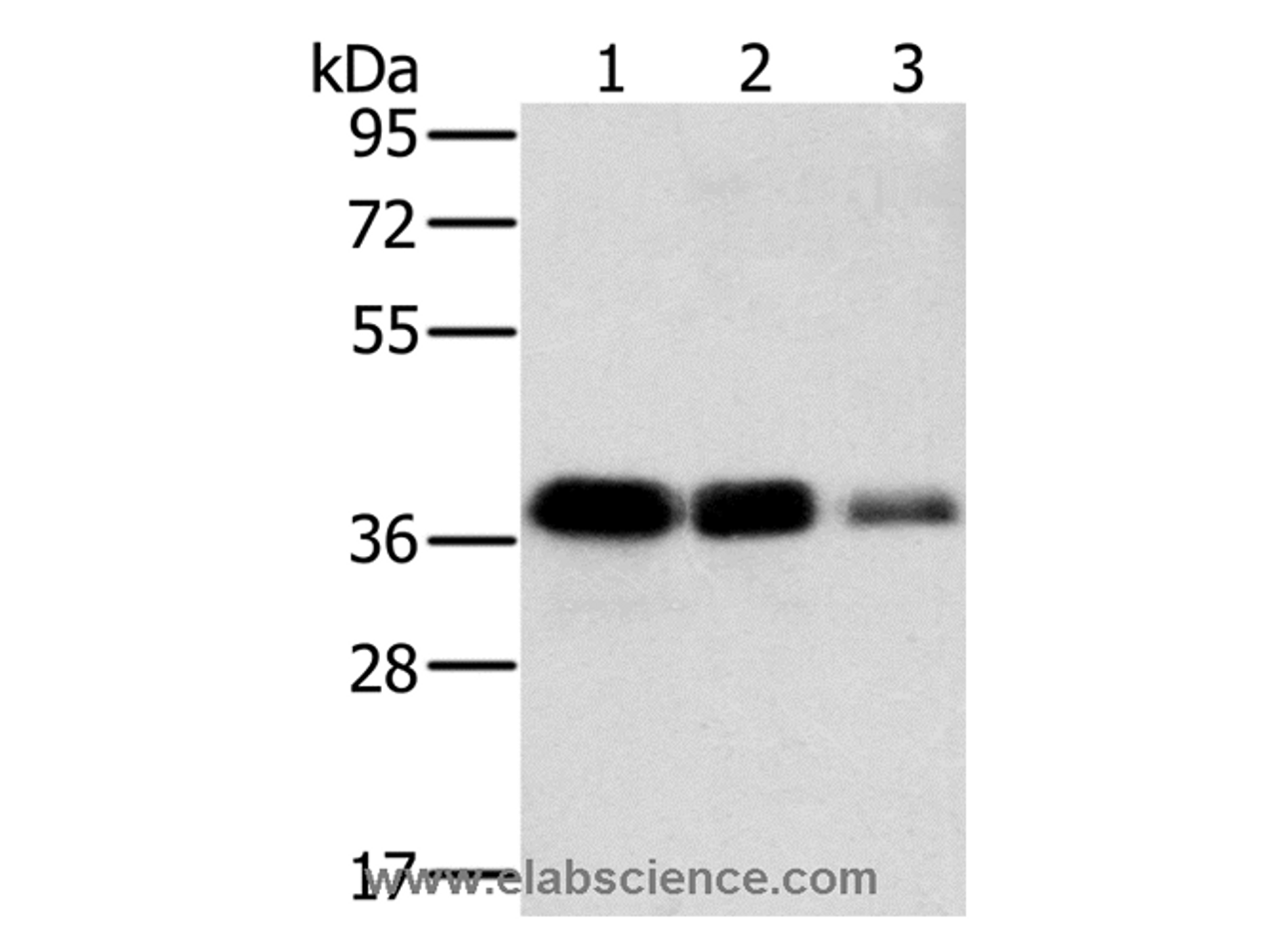 Western Blot analysis of A549, HT-29 and A172 cell using MTFR1 Polyclonal Antibody at dilution of 1:500