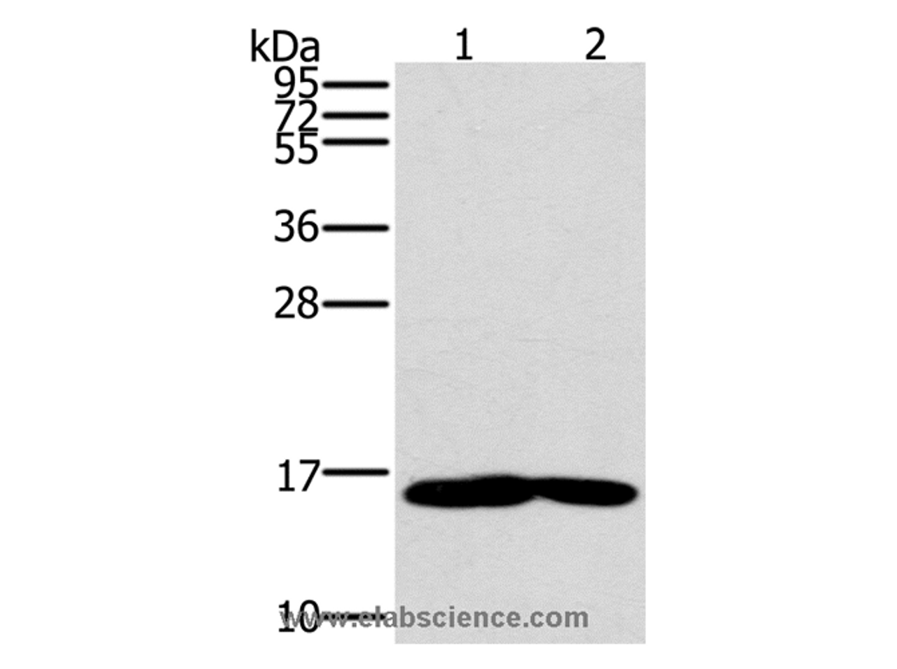 Western Blot analysis of Mouse heart and muscle tissue using MB Polyclonal Antibody at dilution of 1:600