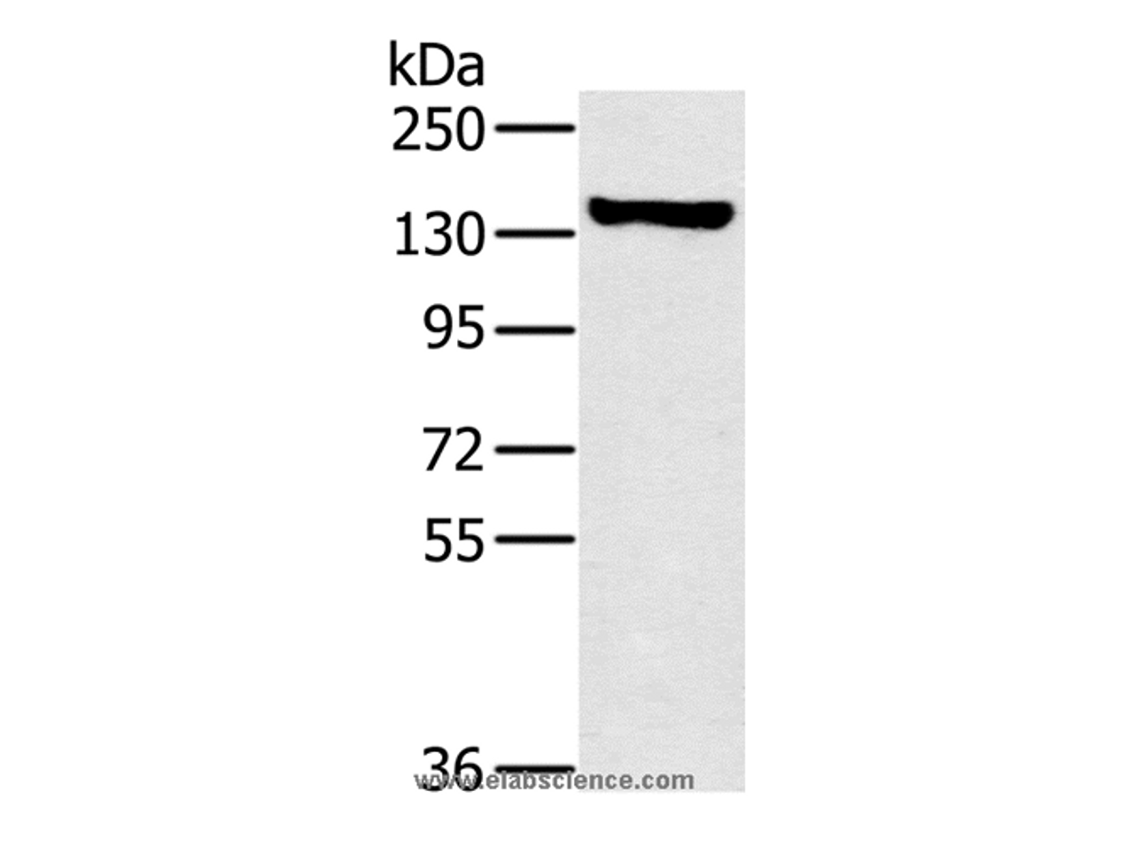 Western Blot analysis of A172 cell using PPP1R12A Polyclonal Antibody at dilution of 1:450