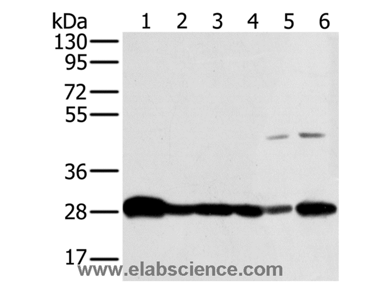 Western Blot analysis of Mouse brain and Human fetal brain tissue, hela, Raw264.7, NIH/3T3 and 293T cell using NDUFS3 Polyclonal Antibody at dilution of 1:300