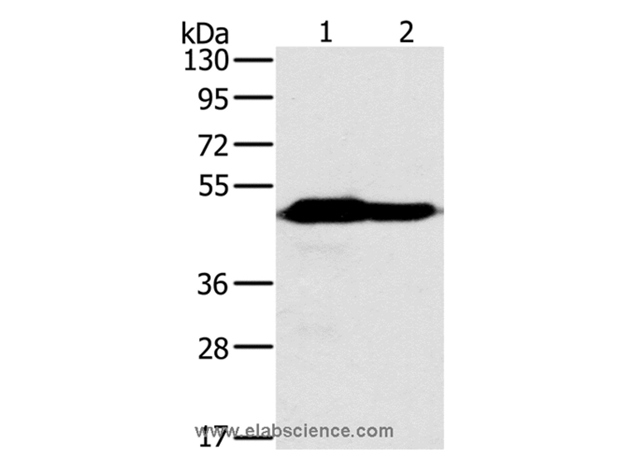 Western Blot analysis of Mouse heart and brain tissue using NDUFV1 Polyclonal Antibody at dilution of 1:500