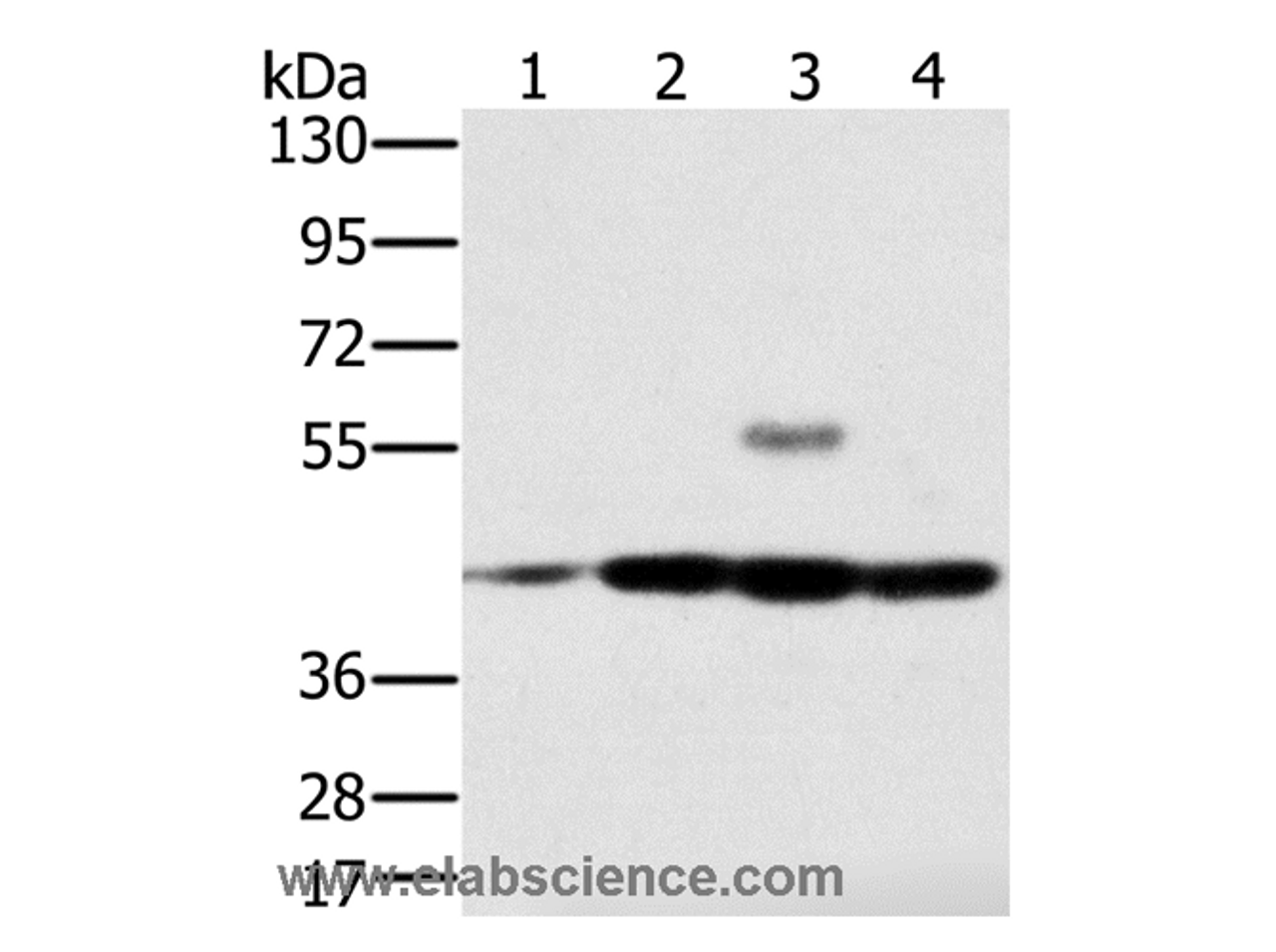 Western Blot analysis of Jurkat, Raji, K562 and hela cell using PAICS Polyclonal Antibody at dilution of 1:400