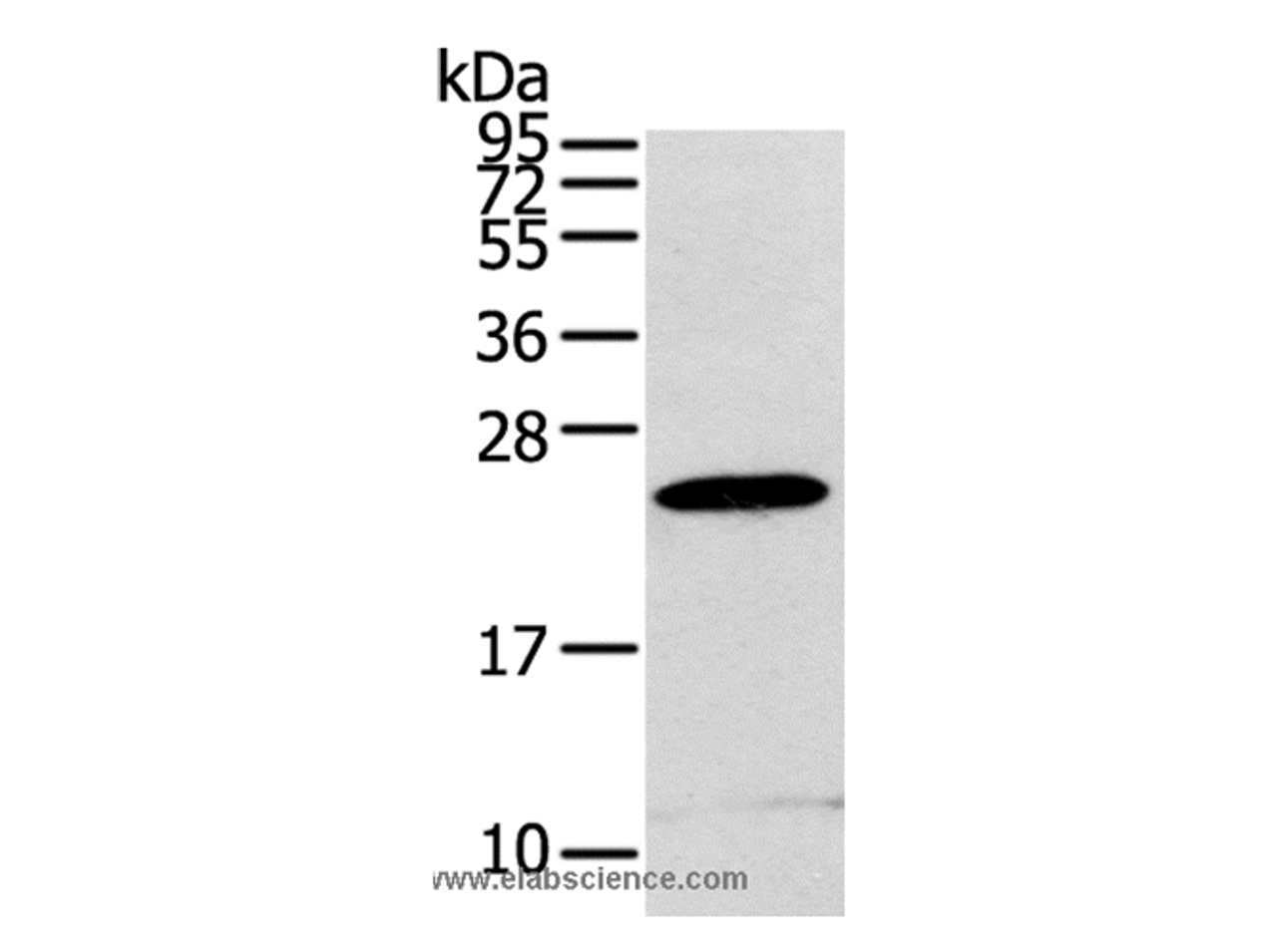 Western Blot analysis of RAW264.7 cell using RGS1 Polyclonal Antibody at dilution of 1:400