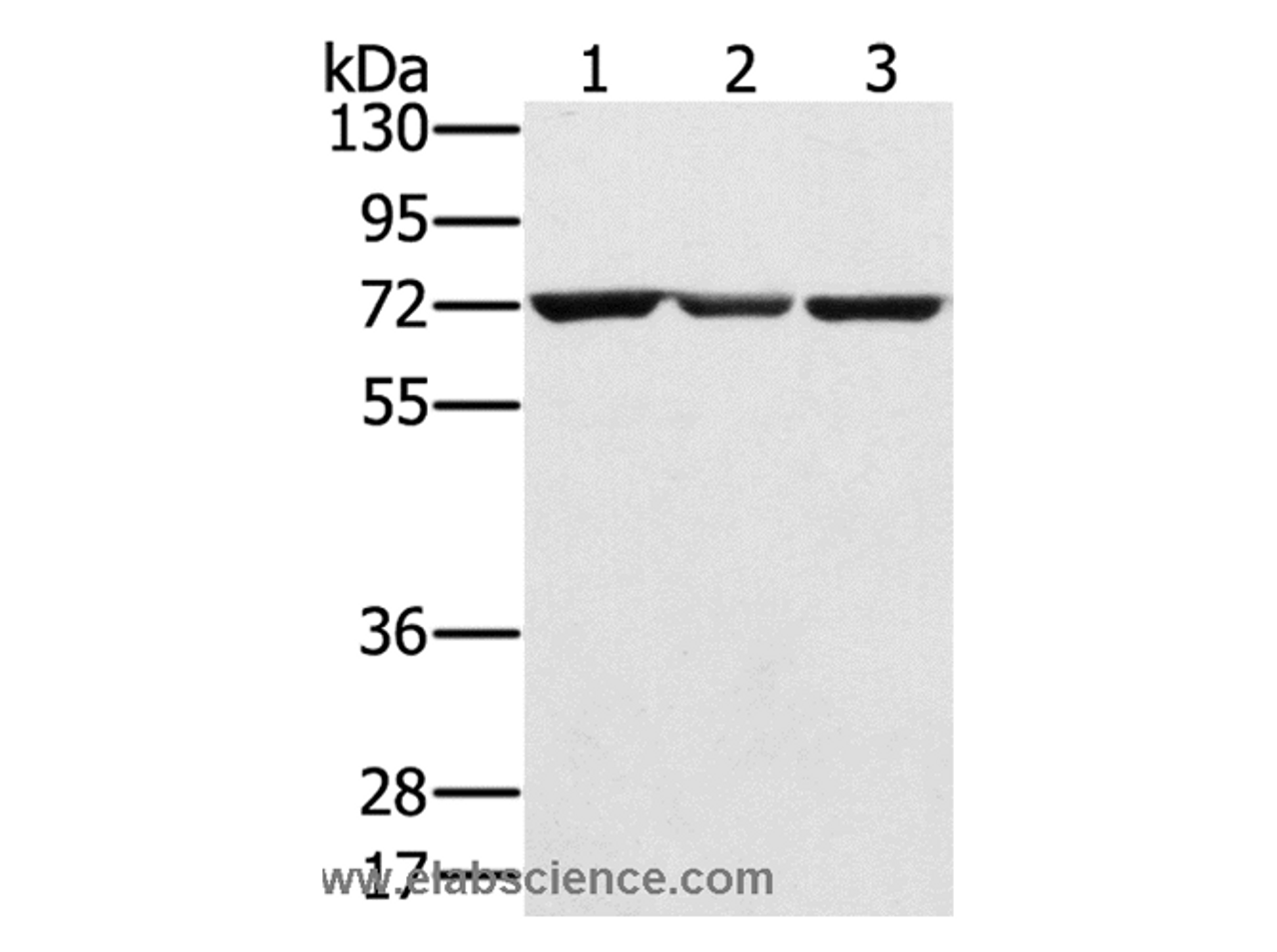 Western Blot analysis of Hepg2, A172 and Raji cell using SLC25A13 Polyclonal Antibody at dilution of 1:450