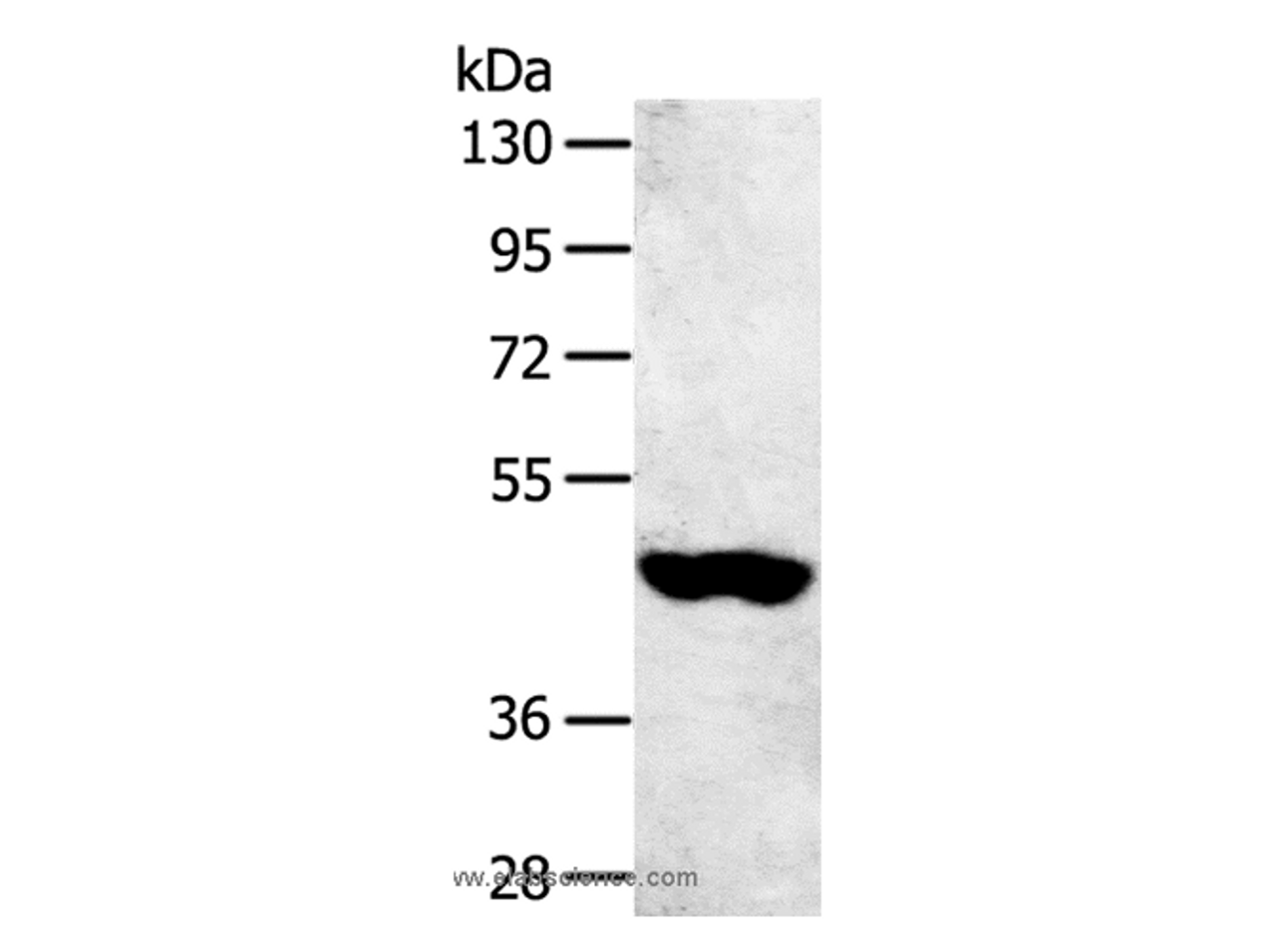 Western Blot analysis of 231 cell using SULT2B1 Polyclonal Antibody at dilution of 1:800