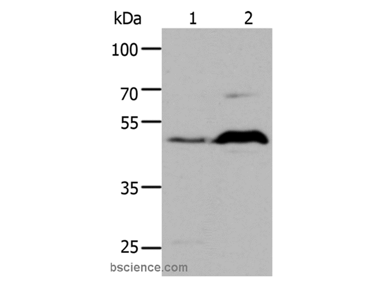 Western Blot analysis of HepG2 cell and Mouse brain tissue using HTR1A Polyclonal Antibody at dilution of 1:1000