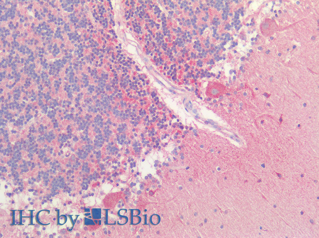 Immunohistochemistry of paraffin-embedded Human cerebellum using HTR1A Polyclonal Antibody at dilution of 1:60(Elabscience® Product Detected by Lifespan).