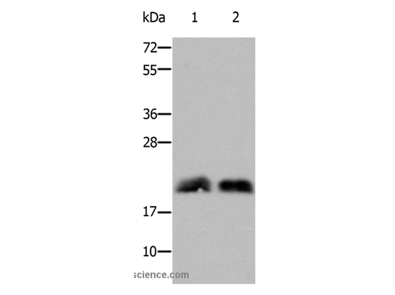 Western Blot analysis of Mouse brain and fetal brain tissue using RHOB Polyclonal Antibody at dilution of 1:800