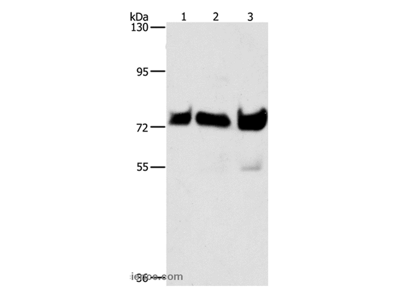 Western Blot analysis of Hela, Raji and 293T cell using BRAF Polyclonal Antibody at dilution of 1:500