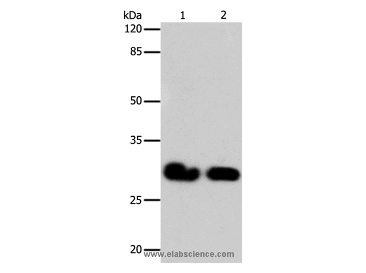 Western Blot analysis of 293T and Hela cell using GJB6 Polyclonal Antibody at dilution of 1:600