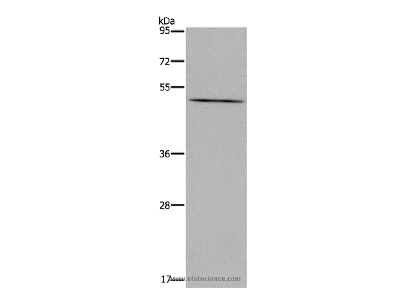 Western Blot analysis of LoVo cell using PTGER4 Polyclonal Antibody at dilution of 1:600