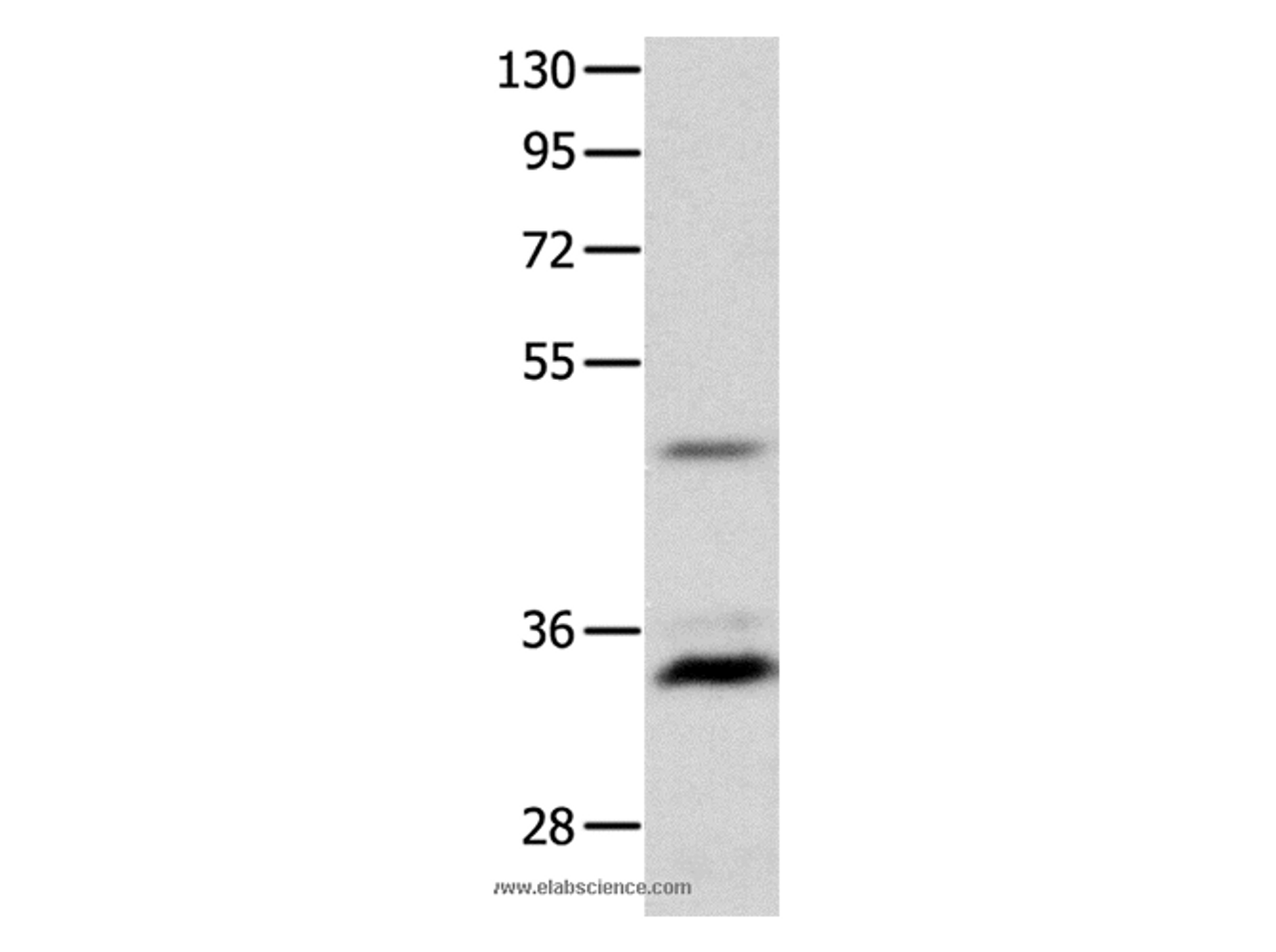 Western Blot analysis of Mouse intestinum tenue tissue   using MC1R Polyclonal Antibody at dilution of 1:1450