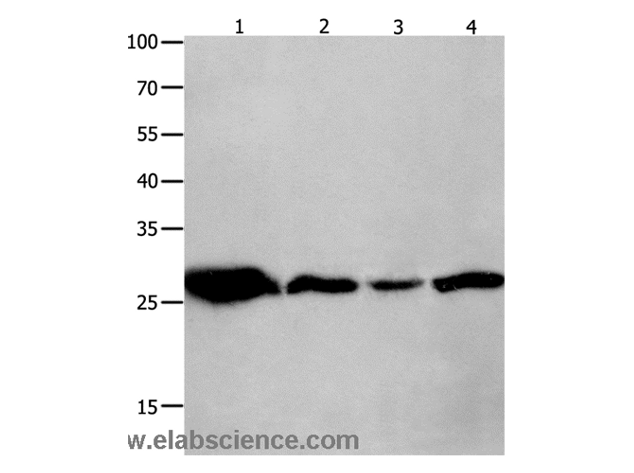 Western Blot analysis of Mouse brain tissue, A549 cell and Human lymphoma tissue, hela cell  using 14-3-3 theta Polyclonal Antibody at dilution of 1:950