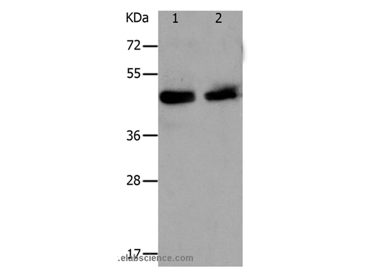 Western Blot analysis of Hela and A549 cell using PAWR Polyclonal Antibody at dilution of 1:1200