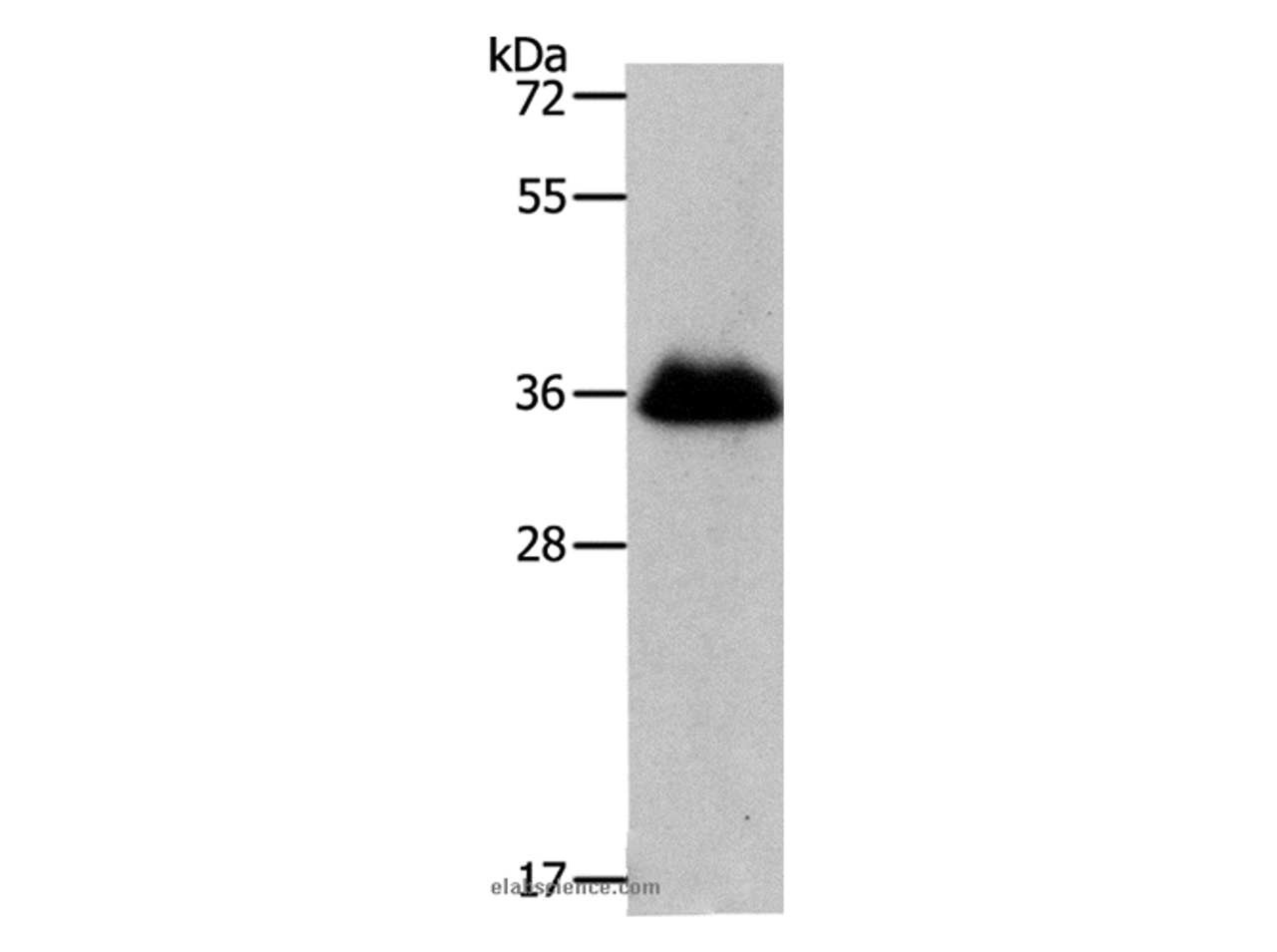 Western Blot analysis of NIH/3T3 cell using RNF126 Polyclonal Antibody at dilution of 1:1050
