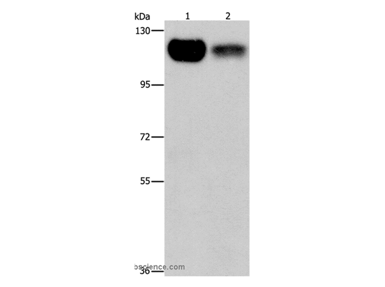 Western Blot analysis of 293T and NIH/3T3 cell using PRKD1 Polyclonal Antibody at dilution of 1:550