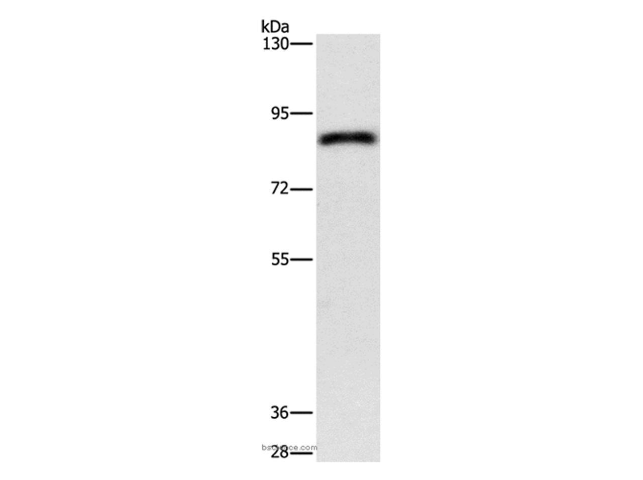 Western Blot analysis of Hela cell using APEH  Polyclonal Antibody at dilution of 1:900