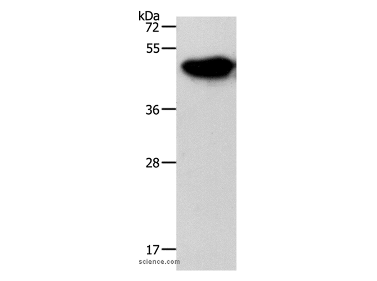 Western Blot analysis of Mouse brain tissue using NDRG3 Polyclonal Antibody at dilution of 1:1050