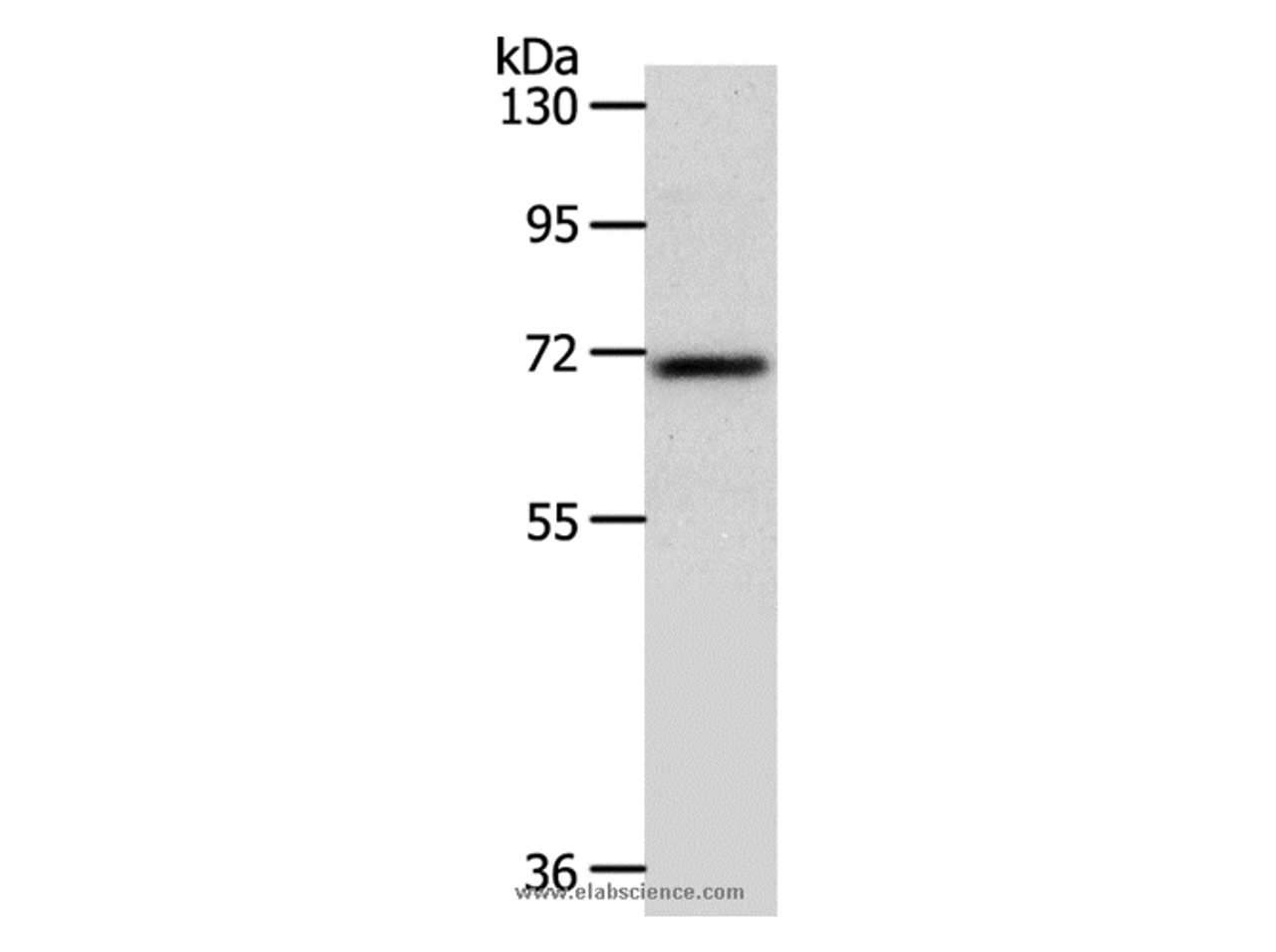 Western Blot analysis of Mouse liver tissue using SOX-13 Polyclonal Antibody at dilution of 1:800