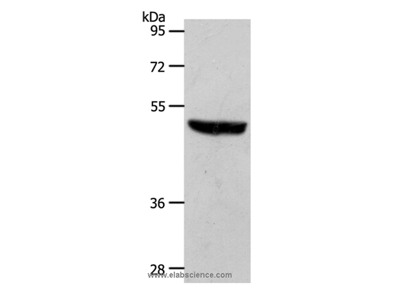 Western Blot analysis of Mouse brain tissue using EDG1 Polyclonal Antibody at dilution of 1:700