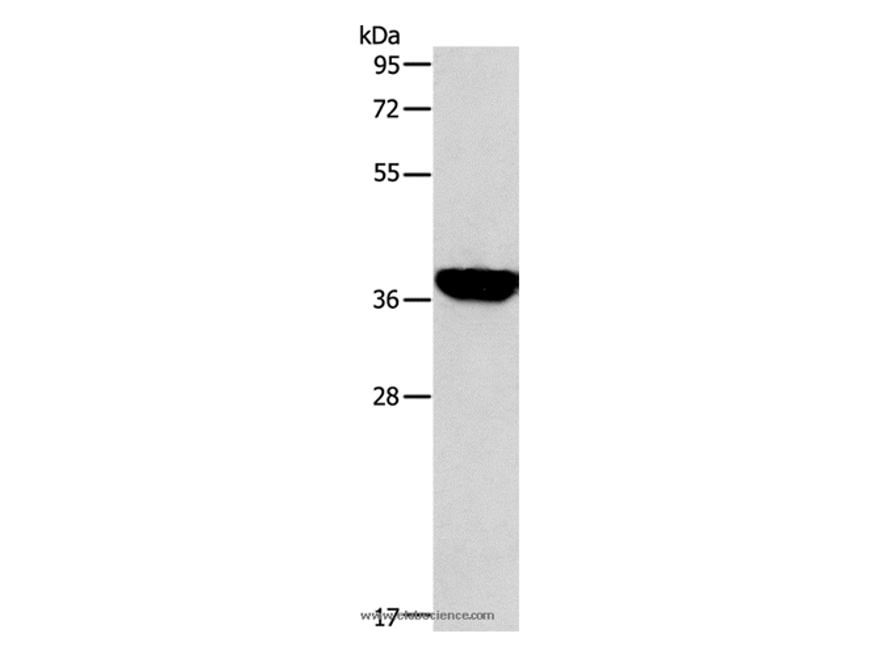 Western Blot analysis of Mouse liver tissue using ALDOB Polyclonal Antibody at dilution of 1:200