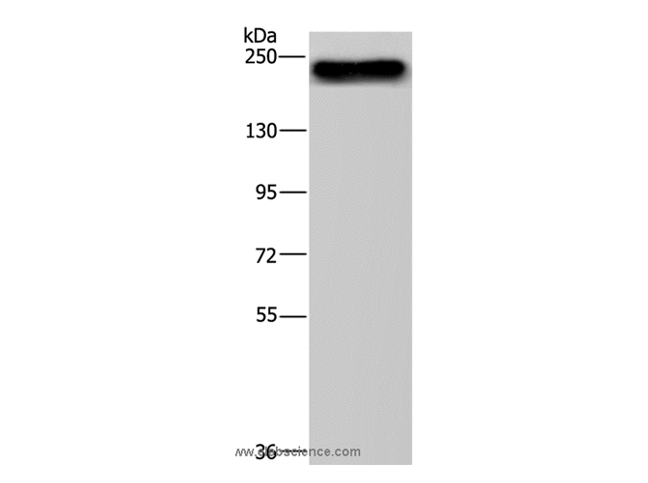 Western Blot analysis of NIH/3T3 cell using BRD4 Polyclonal Antibody at dilution of 1:500