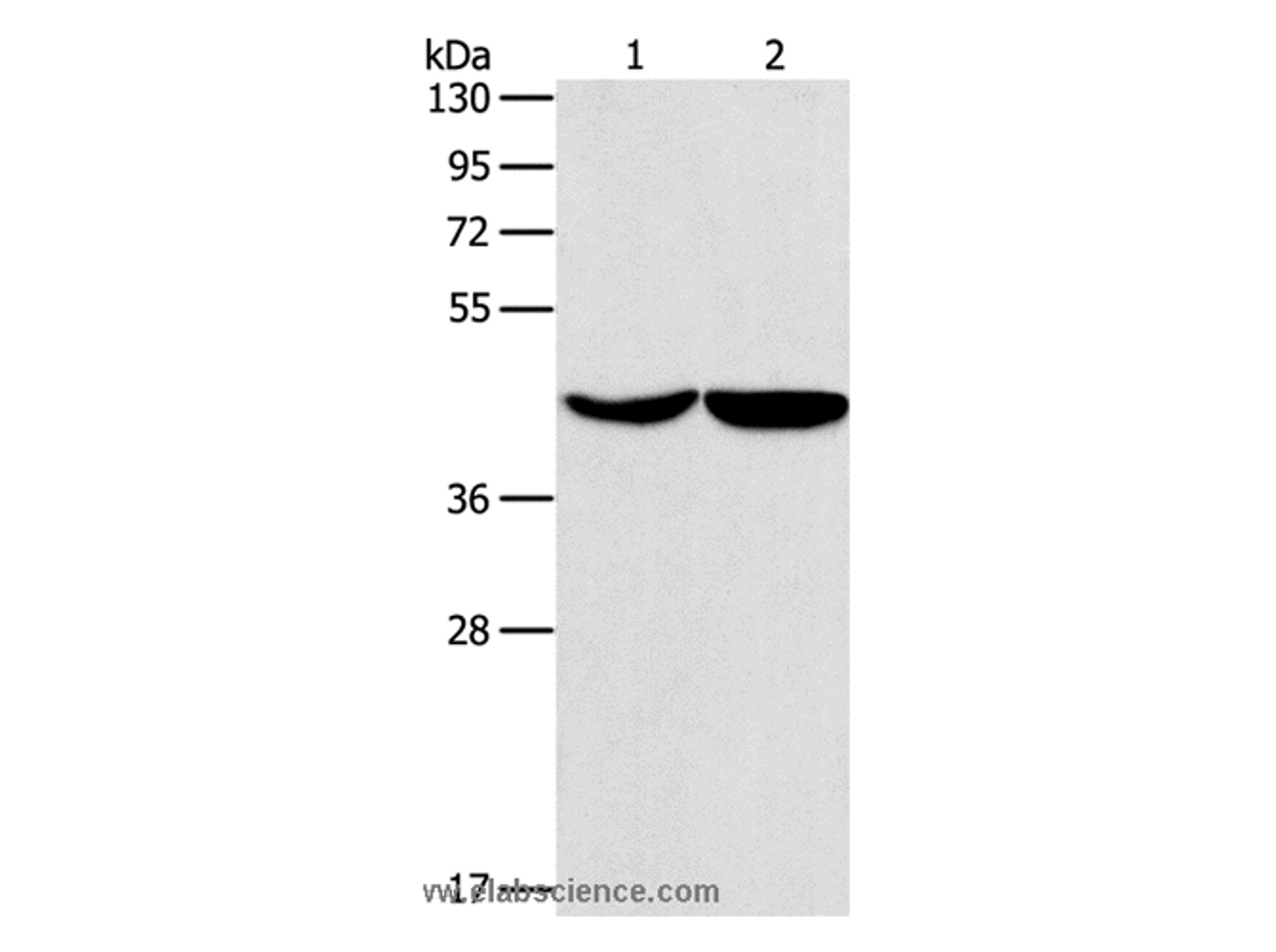 Western Blot analysis of Hela and hepG2 cell using ASPN Polyclonal Antibody at dilution of 1:550