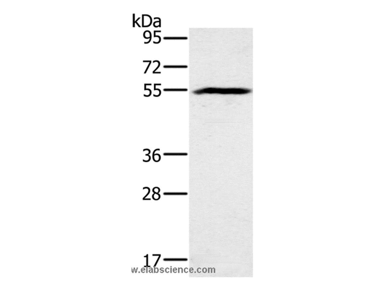 Western Blot analysis of Mouse heart tissue using BMP6 Polyclonal Antibody at dilution of 1:500