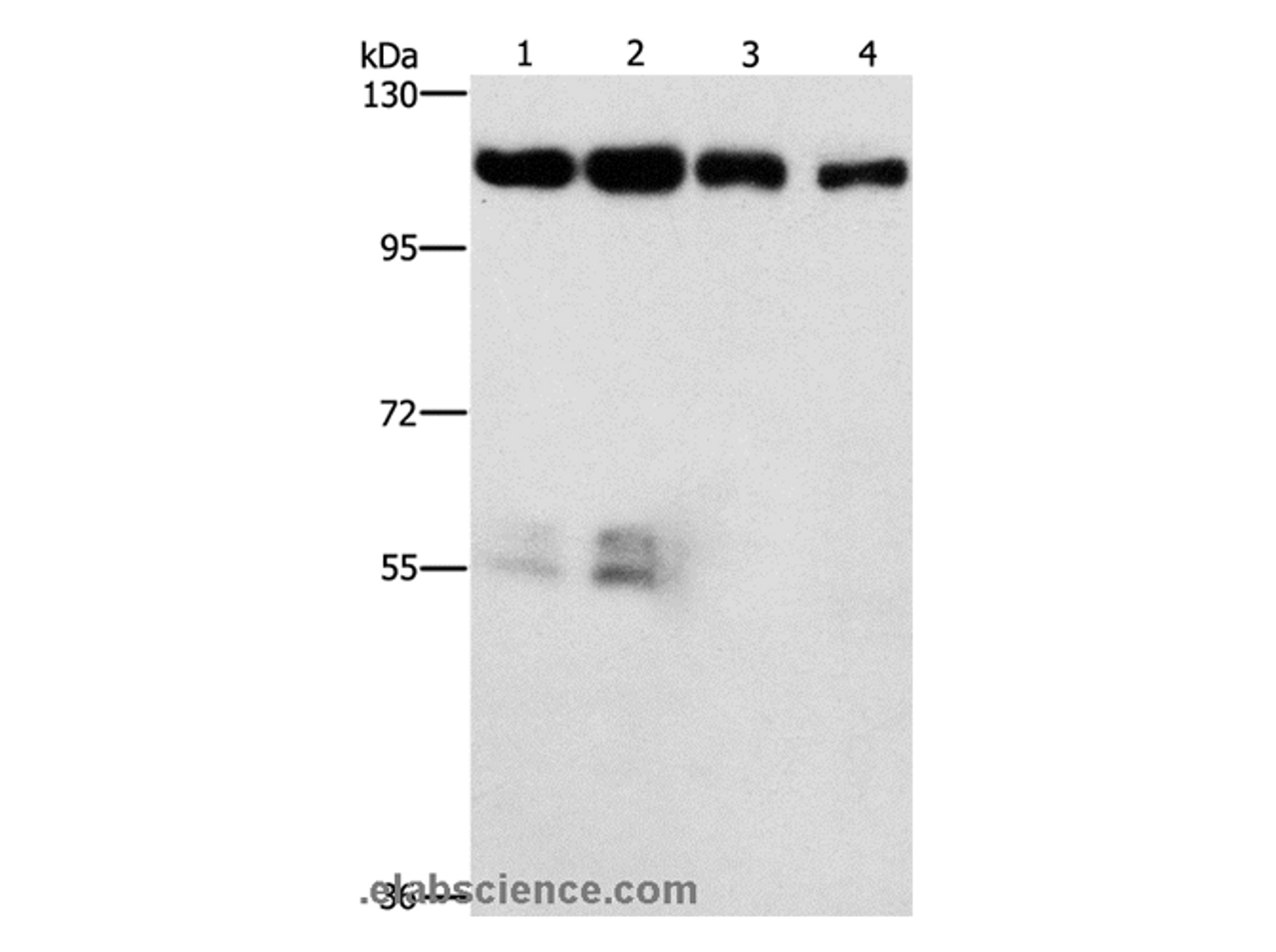Western Blot analysis of Hela and hepG2 cell, lovo cell and Human colon cancer tissue using CDK11B Polyclonal Antibody at dilution of 1:750