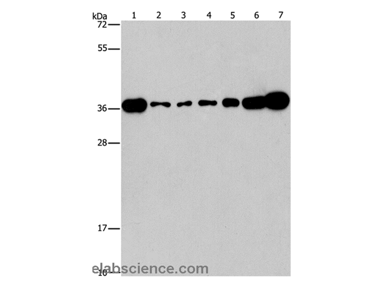 Western Blot analysis of Lovo, A431, A549, hela, hepG2 and Raji cell, Mouse brain tissue using CRKL Polyclonal Antibody at dilution of 1:550