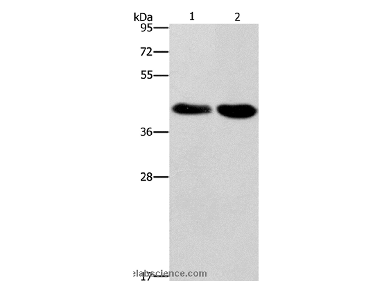 Western Blot analysis of Raji and 293T cell using STK17A  Polyclonal Antibody at dilution of 1:900