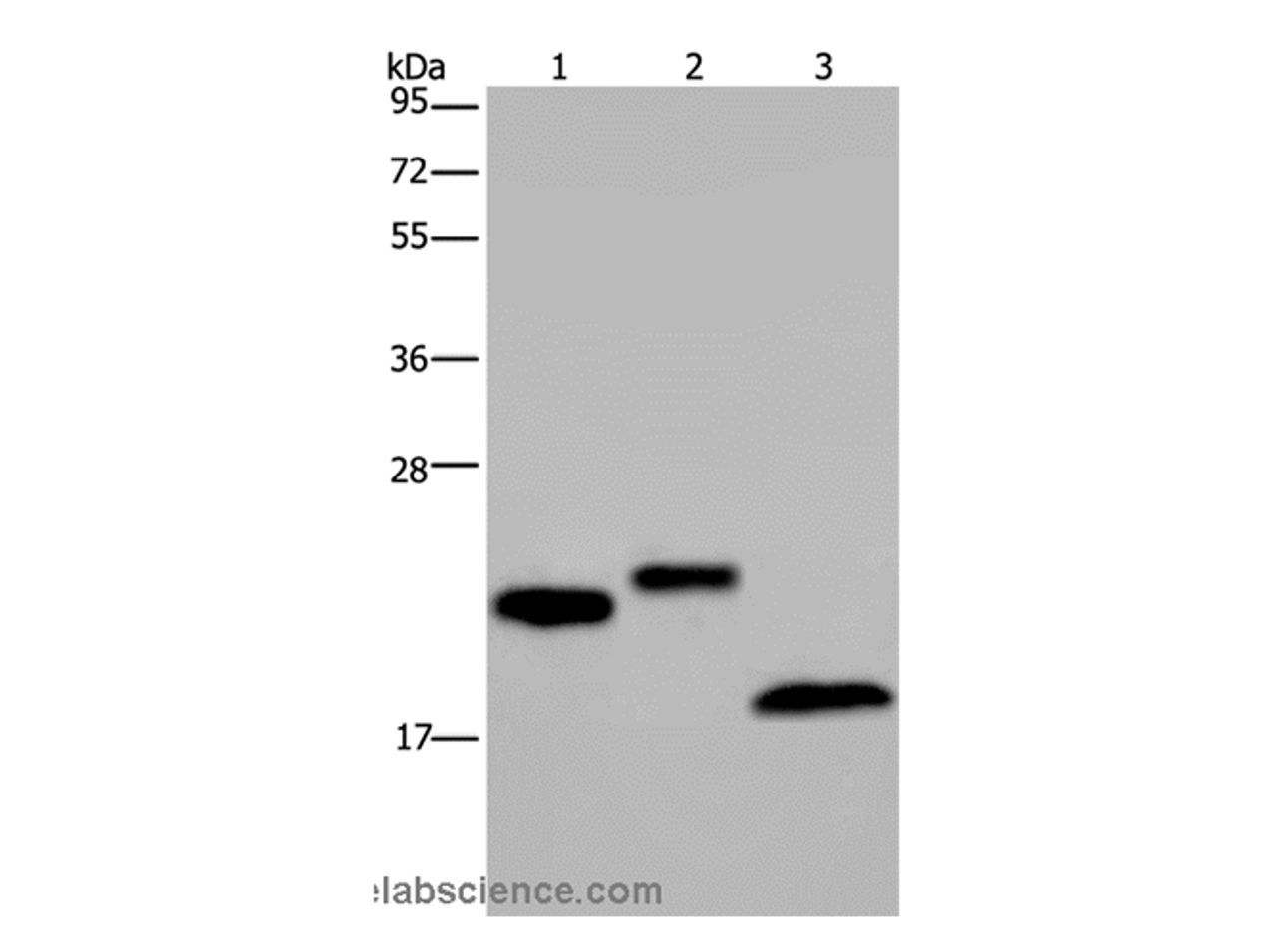 Western Blot analysis of NIH/3T3 cell, Human testis and Mouse fat tissue using EPPIN Polyclonal Antibody at dilution of 1:400