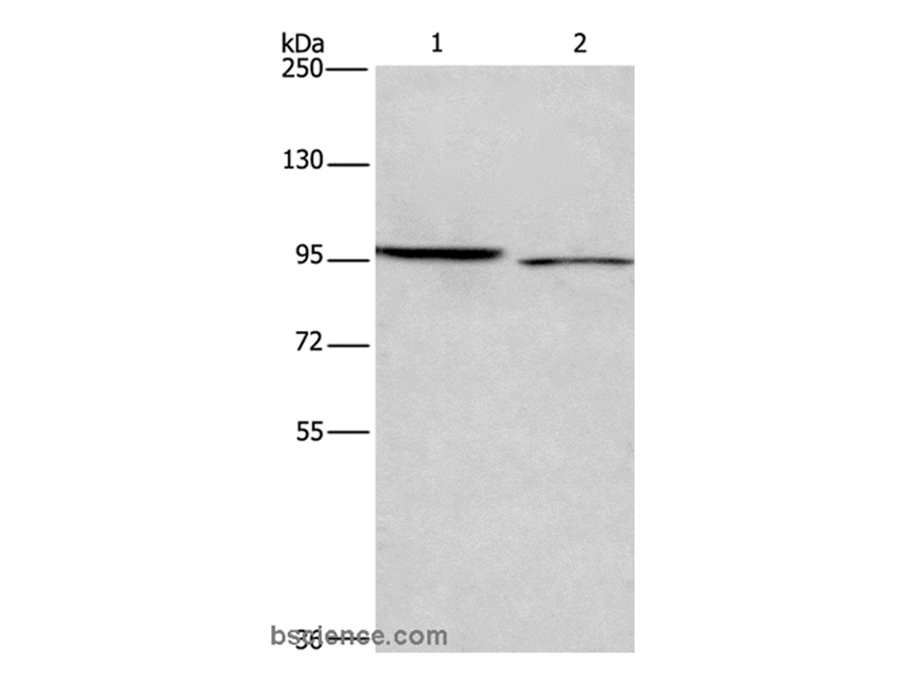 Western Blot analysis of 293T and Hela cell using ICAM5 Polyclonal Antibody at dilution of 1:500