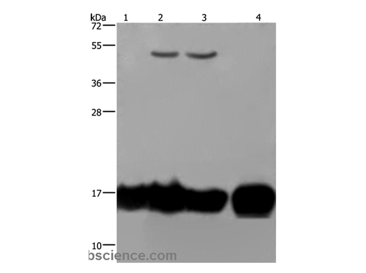 Western Blot analysis of A549 and K562 cell, Raji cell and Human fetal intestine tissue using IL17C Polyclonal Antibody at dilution of 1:250