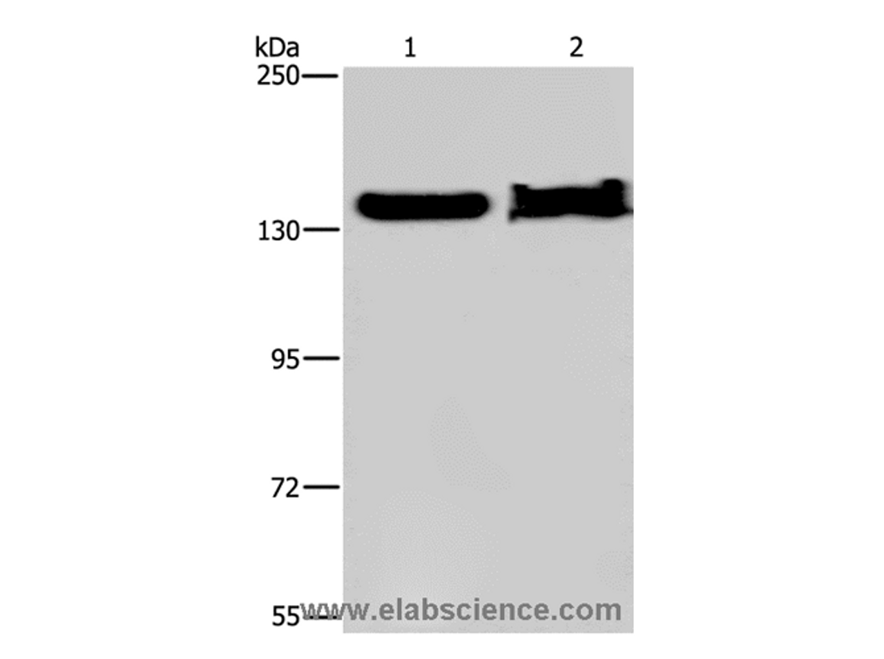 Western Blot analysis of NIH/3T3 cell and Mouse liver tissue using KDM4A Polyclonal Antibody at dilution of 1:650
