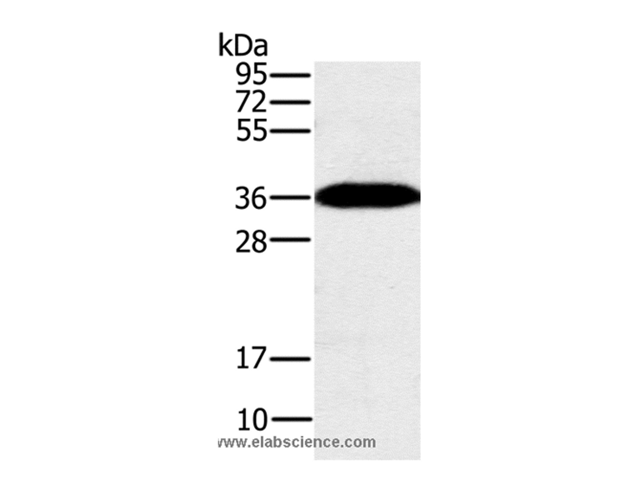 Western Blot analysis of Mouse brain tissue using PPP1CC Polyclonal Antibody at dilution of 1:200