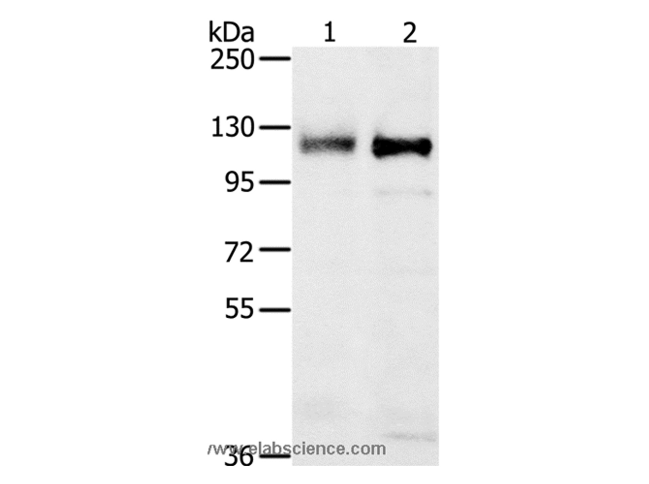 Western Blot analysis of 231 and K562 cell using PTPN12 Polyclonal Antibody at dilution of 1:200