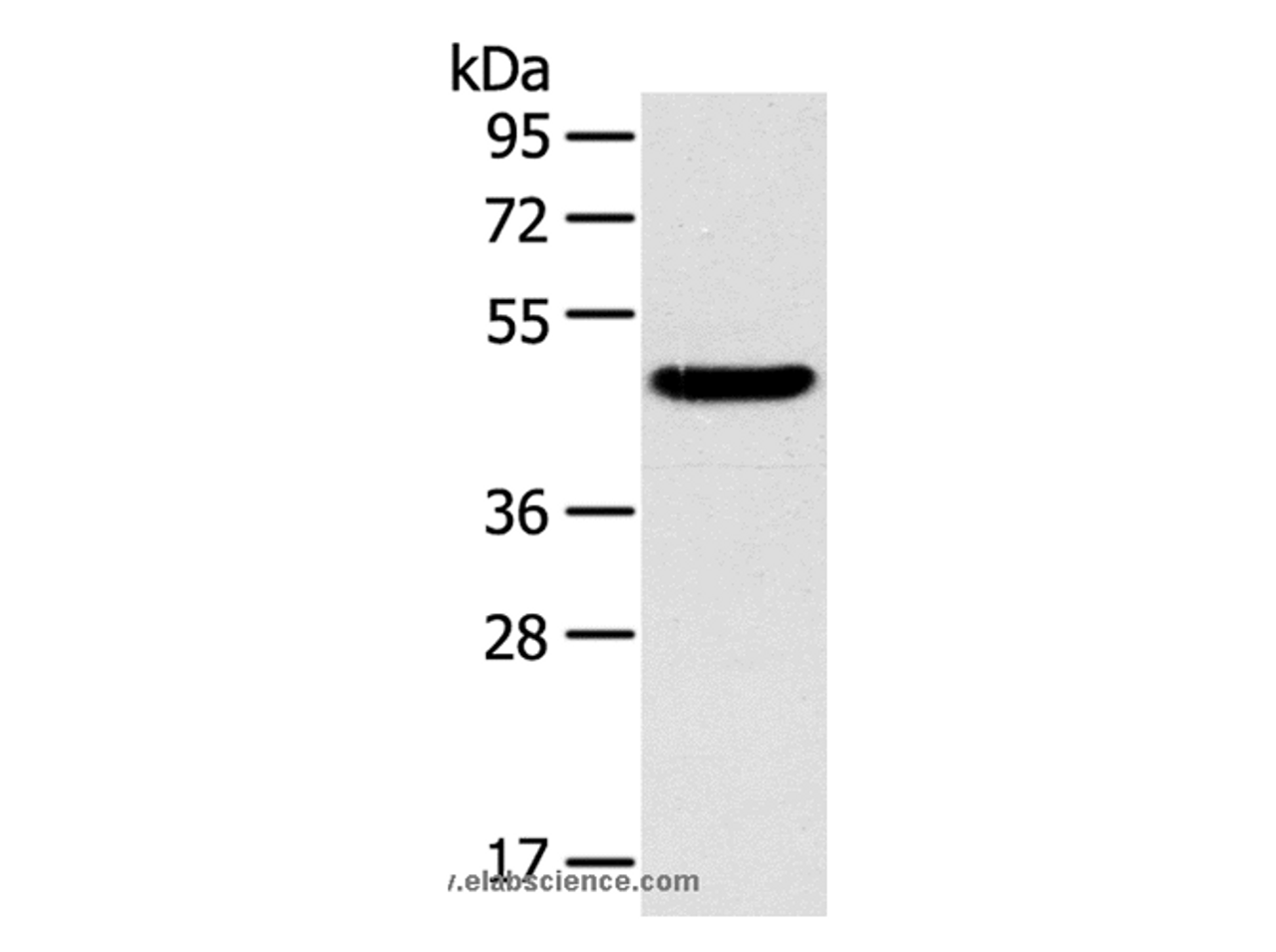 Western Blot analysis of Mouse liver tissue using TM7SF2 Polyclonal Antibody at dilution of 1:400