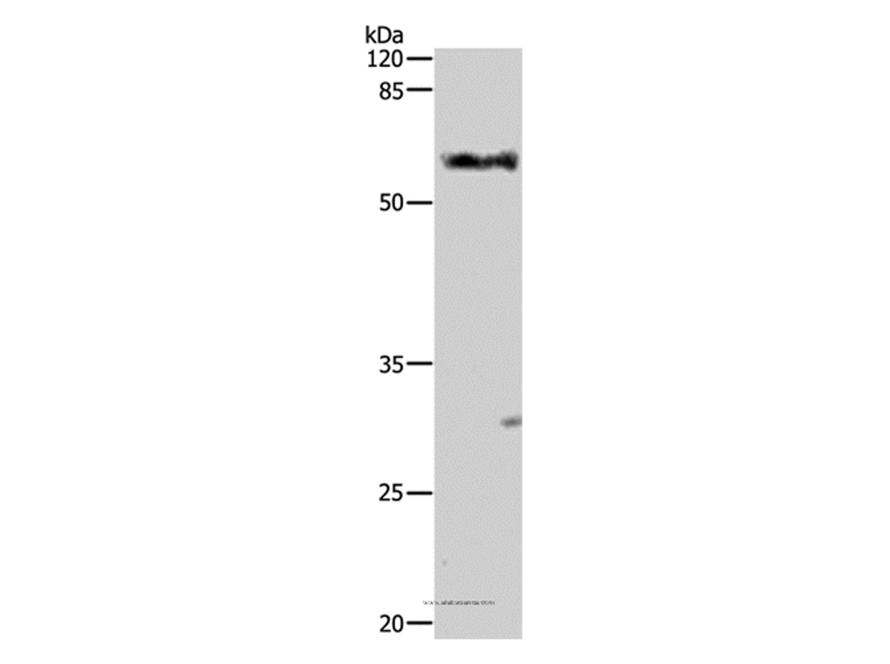 Western Blot analysis of Mouse liver tissue using ALDH1A1/2/3 Polyclonal Antibody at dilution of 1:400