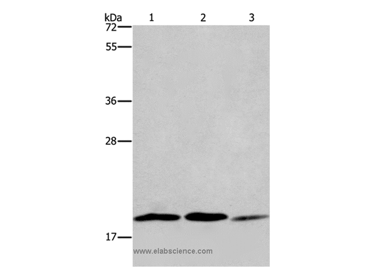 Western Blot analysis of 293T, Jurkat and NIH/3T3 cell using RAP1B Polyclonal Antibody at dilution of 1:550