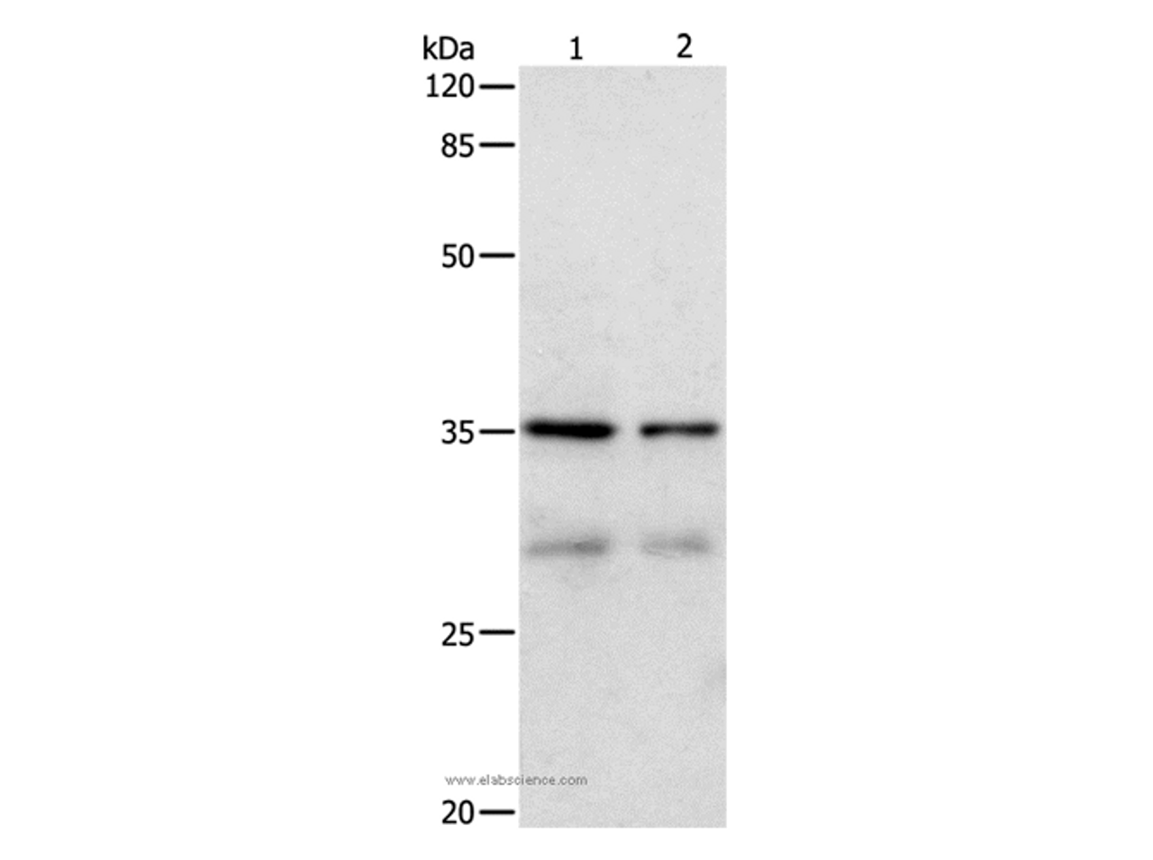 Western Blot analysis of Hela and 293T cell using CDK4 Polyclonal Antibody at dilution of 1:450