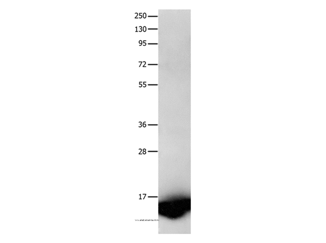 Western Blot analysis of Human fetal brain tissue using FABP7 Polyclonal Antibody at dilution of 1:450