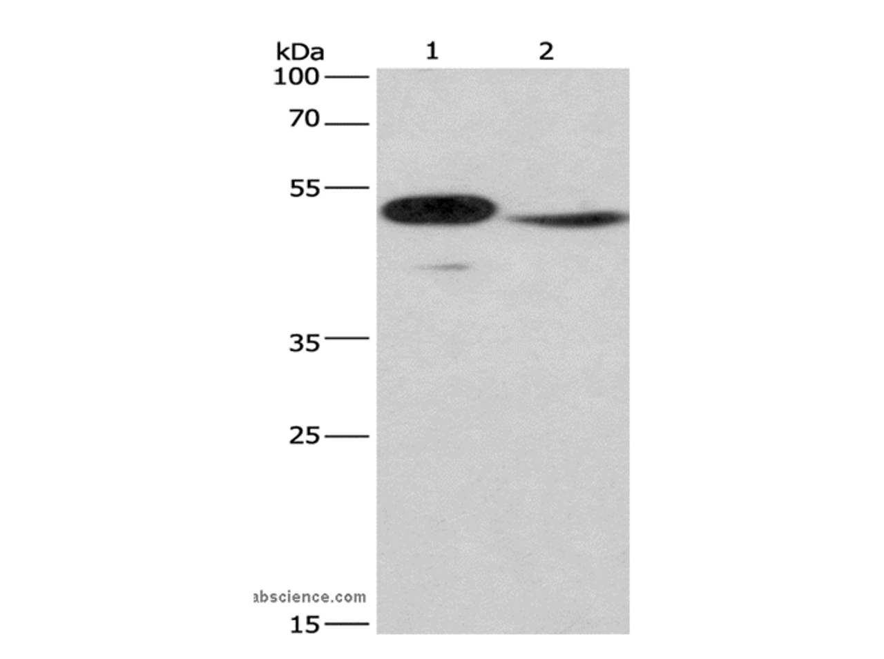 Western Blot analysis of Mouse panceas tissue and NIH/3T3 cell using IRF9 Polyclonal Antibody at dilution of 1:380