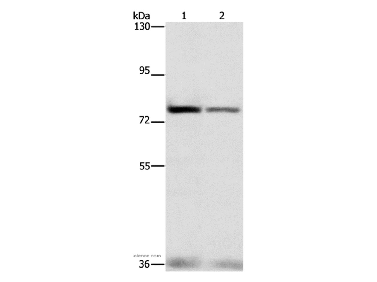 Western Blot analysis of HepG2 and hela cell using NFE2L1 Polyclonal Antibody at dilution of 1:280