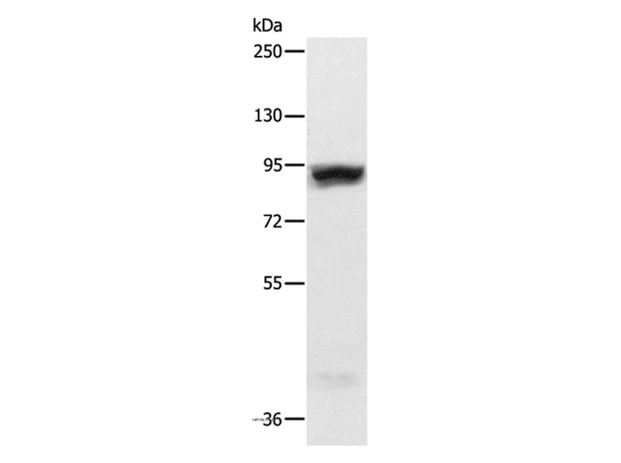 Western Blot analysis of Hela cell using RRM1 Polyclonal Antibody at dilution of 1:600