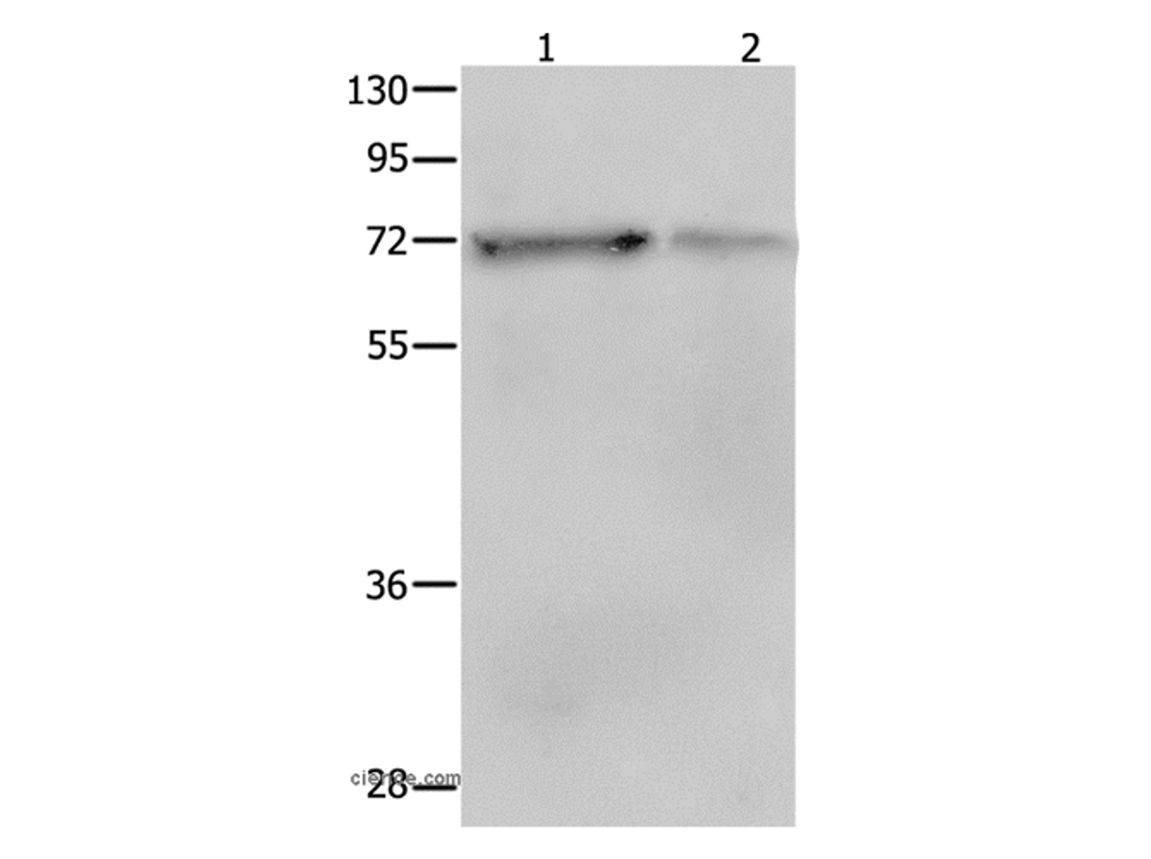 Western Blot analysis of NIH/3T3 and hela cell using SH-PTP2 Polyclonal Antibody at dilution of 1:400